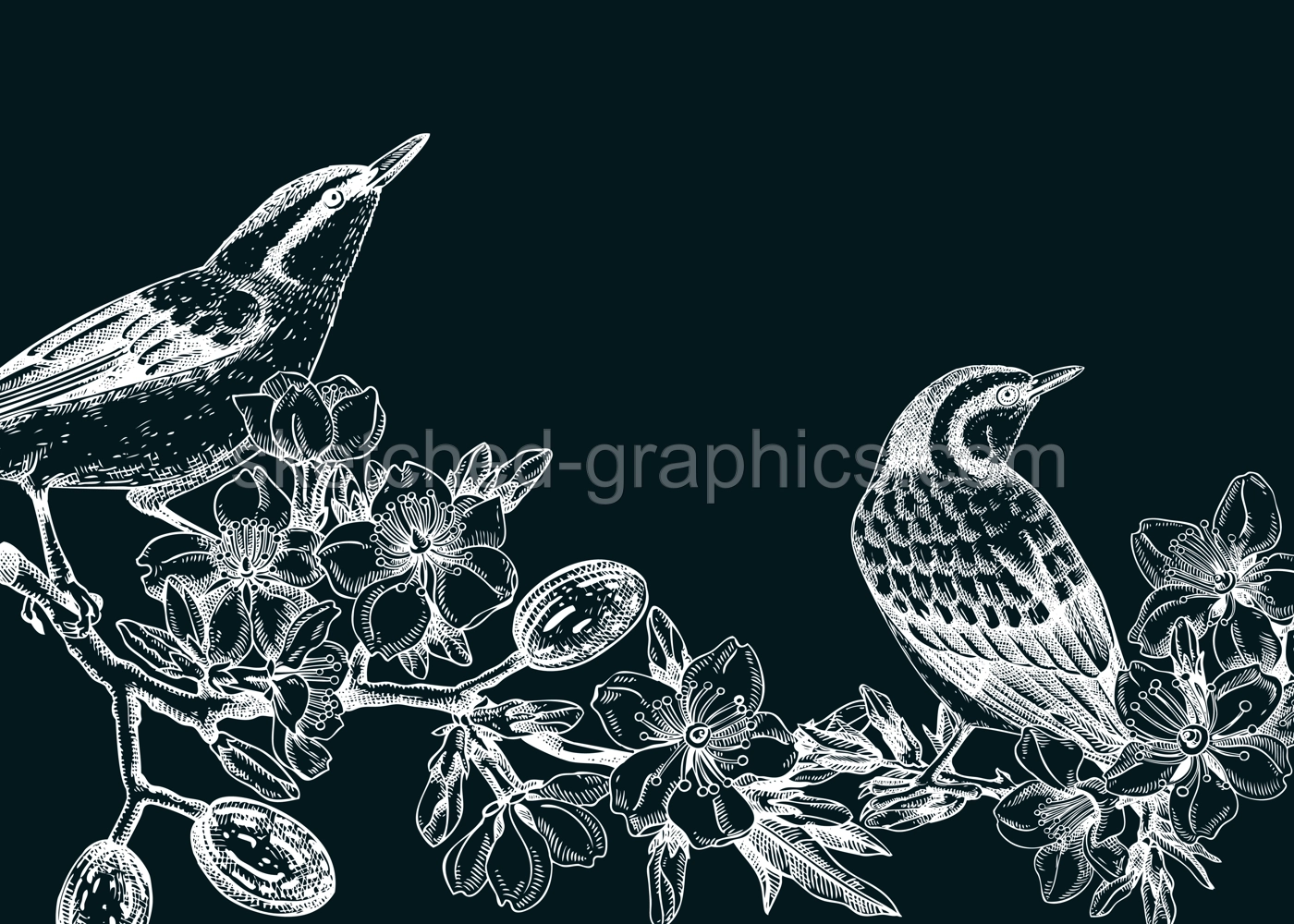 Nuthatchs sitting on flowering almond branch sketch. Vector spring garden illustration on chalkboard. Hand drawn passerine birds singing on blooming tree with nuts, leaves and flowers for print Illustration